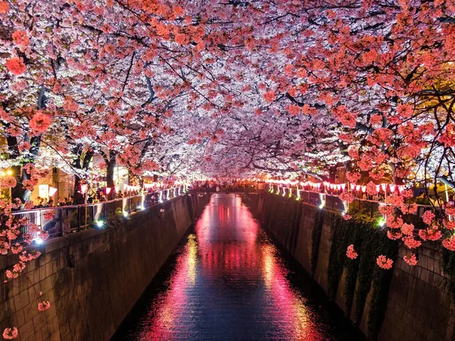 川沿いに咲く桜と、夜のあたたかな灯り